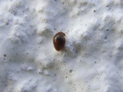 Clambidae by (c) João Coelho, some rights reserved (CC BY). Used under a CC-BY license.