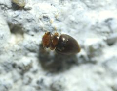 Calyptomerus by (c) Roman, some rights reserved (CC BY), uploaded by Roman. Used under a CC-BY license.