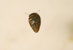 Calyptomerus by (c) Roman, some rights reserved (CC BY), uploaded by Roman. Used under a CC-BY license.