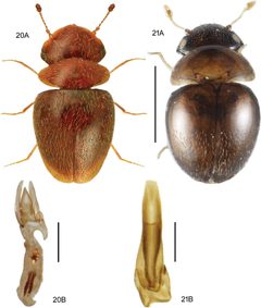 Calyptomerus by (c) https://doi.org/10.3897/zookeys.894.37862, some rights reserved (CC BY). Used under a CC-BY license.