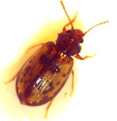 Derodontus esotericus by no rights reserved, uploaded by Ken Kneidel. Used under a CC0 license.