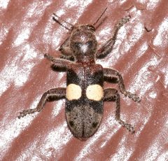 Enoclerus bimaculatus by (c) Laura Gaudette, some rights reserved (CC BY), uploaded by Laura Gaudette. Used under a CC-BY license.