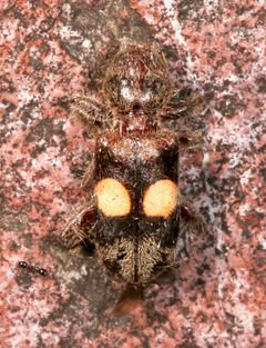Enoclerus bimaculatus by (c) Laura Gaudette, some rights reserved (CC BY), uploaded by Laura Gaudette. Used under a CC-BY license.