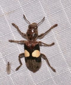 Enoclerus bimaculatus by (c) Laura Gaudette, some rights reserved (CC BY), uploaded by Laura Gaudette. Used under a CC-BY license.