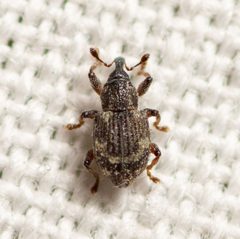 Tanysphyrus lemnae by (c) Justin Williams, some rights reserved (CC BY), uploaded by Justin Williams. Used under a CC-BY license.