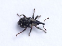 Tanysphyrus lemnae by (c) Johan Kjær Prehn, some rights reserved (CC BY), uploaded by Johan Kjær Prehn. Used under a CC-BY license.