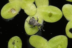 Tanysphyrus lemnae by (c) Dr. Sven Gippner, some rights reserved (CC BY), uploaded by Dr. Sven Gippner. Used under a CC-BY license.