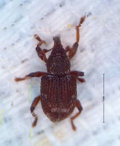 Tanysphyrus lemnae by (c) Alexis Smith, some rights reserved (CC BY), uploaded by Alexis Smith. Used under a CC-BY license.