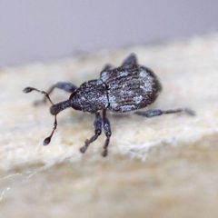 Tanysphyrus lemnae by (c) Barry Walter, some rights reserved (CC BY), uploaded by Barry Walter. Used under a CC-BY license.
