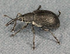 Trichapiina by (c) Janet Graham, some rights reserved (CC BY). Used under a CC-BY license.