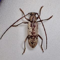 Enaphalodes niveitectus by (c) Sue Carnahan, some rights reserved (CC BY), uploaded by Sue Carnahan. Used under a CC-BY license.