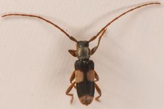 Dicentrus bluthneri by (c) Trevor Van Loon, some rights reserved (CC BY), uploaded by Trevor Van Loon. Used under a CC-BY license.