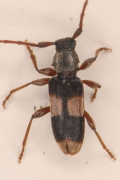 Dicentrus bluthneri by (c) Trevor Van Loon, some rights reserved (CC BY), uploaded by Trevor Van Loon. Used under a CC-BY license.