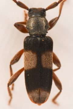 Dicentrus bluthneri by (c) Trevor Van Loon, some rights reserved (CC BY), uploaded by Trevor Van Loon. Used under a CC-BY license.