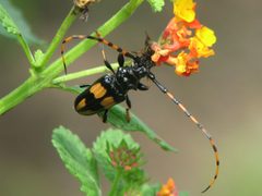 Dendrobias mandibularis by (c) johnyochum, some rights reserved (CC BY), uploaded by johnyochum. Used under a CC-BY license.