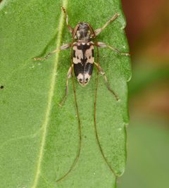 Urgleptes querci by (c) skitterbug, some rights reserved (CC BY), uploaded by skitterbug. Used under a CC-BY license.