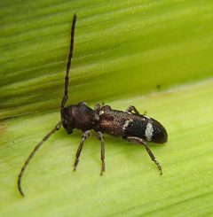 Psenocerus by (c) promiseminime, some rights reserved (CC BY). Used under a CC-BY license.