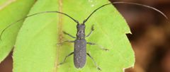 Dorcaschema nigrum by (c) skitterbug, some rights reserved (CC BY), uploaded by skitterbug. Used under a CC-BY license.