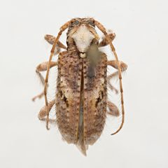 Callipogonius cornutus by (c) Hopper Museum, some rights reserved (CC BY), uploaded by Hopper Museum. Used under a CC-BY license.