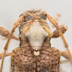 Callipogonius cornutus by (c) Hopper Museum, some rights reserved (CC BY), uploaded by Hopper Museum. Used under a CC-BY license.