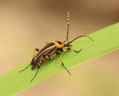 Leptura abdominalis by (c) hr_dragonfly, some rights reserved (CC BY), uploaded by hr_dragonfly. Used under a CC-BY license.