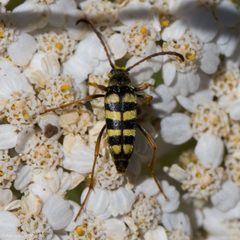 Stenostrophia tribalteata by (c) Ken-ichi Ueda, some rights reserved (CC BY), uploaded by Ken-ichi Ueda. Used under a CC-BY license.