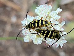 Stenostrophia tribalteata by (c) Rebecca Johnson, some rights reserved (CC BY), uploaded by Rebecca Johnson. Used under a CC-BY license.