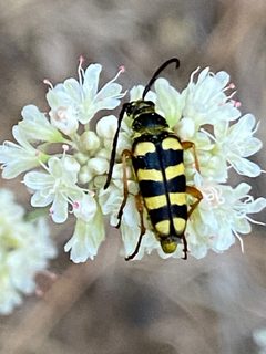 Stenostrophia tribalteata by (c) Rebecca Johnson, some rights reserved (CC BY), uploaded by Rebecca Johnson. Used under a CC-BY license.