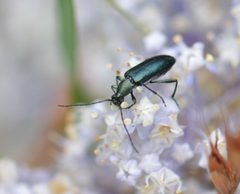 Grammoptera molybdica by (c) David Anderson, some rights reserved (CC BY), uploaded by David Anderson. Used under a CC-BY license.
