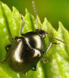 Brachypnoea by (c) skitterbug, some rights reserved (CC BY), uploaded by skitterbug. Used under a CC-BY license.
