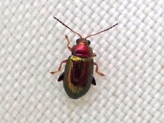 Crepidodera by (c) M Funnell, some rights reserved (CC BY), uploaded by M Funnell. Used under a CC-BY license.