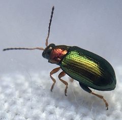 Crepidodera by (c) Paul Cook, some rights reserved (CC BY), uploaded by Paul Cook. Used under a CC-BY license.