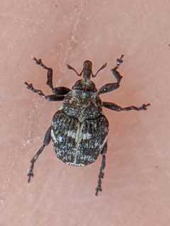 Cnemogonus lecontei by (c) Trevor Van Loon, some rights reserved (CC BY), uploaded by Trevor Van Loon. Used under a CC-BY license.