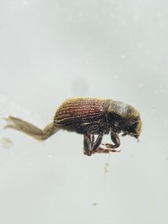 Cnesinus strigicollis by (c) Emily Franzen, some rights reserved (CC BY), uploaded by Emily Franzen. Used under a CC-BY license.