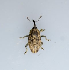 Linogeraeus neglectus by (c) Justin Williams, some rights reserved (CC BY), uploaded by Justin Williams. Used under a CC-BY license.