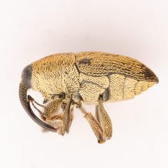 Linogeraeus neglectus by (c) Justin Williams, some rights reserved (CC BY), uploaded by Justin Williams. Used under a CC-BY license.