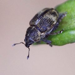 Rhinoncus perpendicularis by (c) Barry Walter, some rights reserved (CC BY), uploaded by Barry Walter. Used under a CC-BY license.