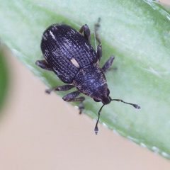 Rhinoncus perpendicularis by (c) Barry Walter, some rights reserved (CC BY), uploaded by Barry Walter. Used under a CC-BY license.