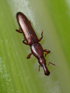 Stenotrupis by (c) Cricket Raspet, some rights reserved (CC BY), uploaded by Cricket Raspet. Used under a CC-BY license.