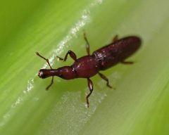 Stenotrupis by (c) Cricket Raspet, some rights reserved (CC BY), uploaded by Cricket Raspet. Used under a CC-BY license.