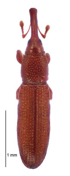 Stenotrupis by (c) Landcare Research New Zealand Ltd, some rights reserved (CC BY). Used under a CC-BY license.