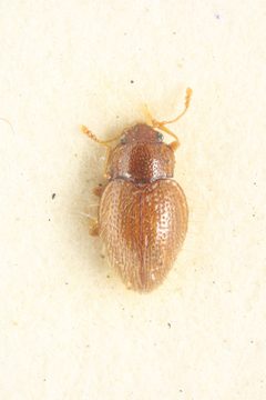 Mycetaea by (c) Natural History Museum:  Coleoptera Section, some rights reserved (CC BY). Used under a CC-BY license.