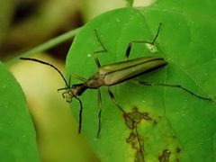 Stenotrachelidae by (c) Evan M. Raskin, some rights reserved (CC BY), uploaded by Evan M. Raskin. Used under a CC-BY license.