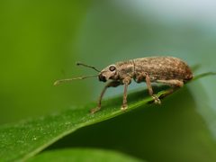 Brachyderes incanus by (c) Alexis Tinker-Tsavalas, some rights reserved (CC BY), uploaded by Alexis Tinker-Tsavalas. Used under a CC-BY license.
