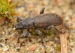 Brachyderes incanus by (c)
Stanislav Snäll, some rights reserved (CC BY). Used under a CC-BY license.