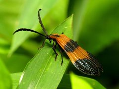 Calopterini by (c) Katja Schulz, some rights reserved (CC BY). Used under a CC-BY license.