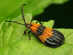 Calopterini by (c) Katja Schulz, some rights reserved (CC BY). Used under a CC-BY license.