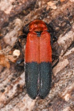 Lygistopterus slevini by (c) Trevor Van Loon, some rights reserved (CC BY), uploaded by Trevor Van Loon. Used under a CC-BY license.