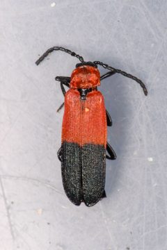 Lygistopterus slevini by (c) Trevor Van Loon, some rights reserved (CC BY), uploaded by Trevor Van Loon. Used under a CC-BY license.
