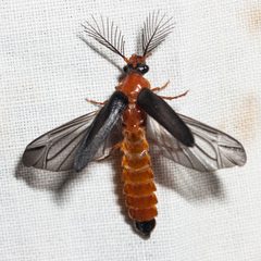Zarhipis integripennis by (c) Ken-ichi Ueda, some rights reserved (CC BY), uploaded by Ken-ichi Ueda. Used under a CC-BY license.
